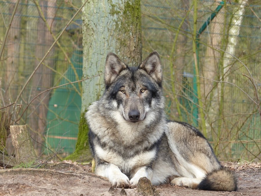 Umweltministerium erklärt Westlichen Hunsrück zu Wolfsgebiet Umweltministerium erklärt Westlichen Hunsrück zu Wolfsgebiet