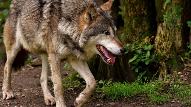 BUND fordert besseren Herdenschutz gegen Wölfe
