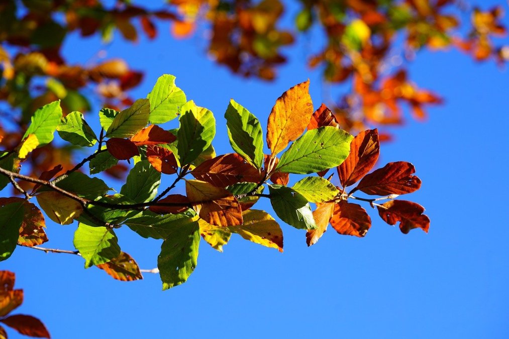 Zweitwärmster Herbst seit Messbeginn in Rheinland-Pfalz und Saarland Zweitwärmster Herbst seit Messbeginn in Rheinland-Pfalz und Saarland