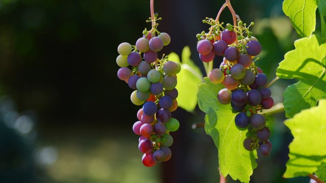 Winzer sehen wenig Chancen für Eiswein