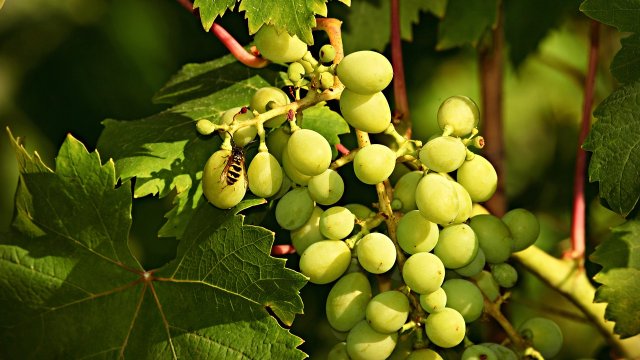 Weinfreunde Kobern-Gondorf und Junge Union pflanzen 100 Bäume und Sträucher für ein gesundes Klima