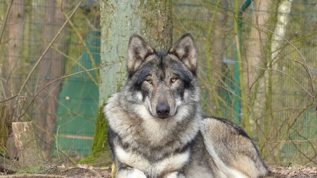 Umweltministerium erklärt Westlichen Hunsrück zu Wolfsgebiet
