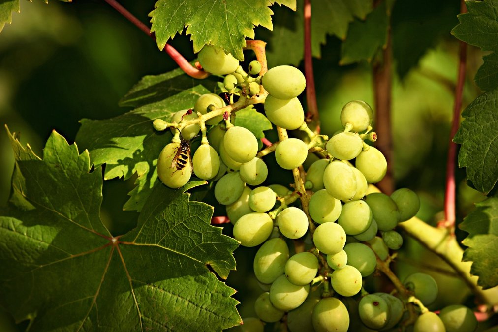 Weinfreunde Kobern-Gondorf und Junge Union pflanzen 100 Bäume und Sträucher für ein gesundes Klima