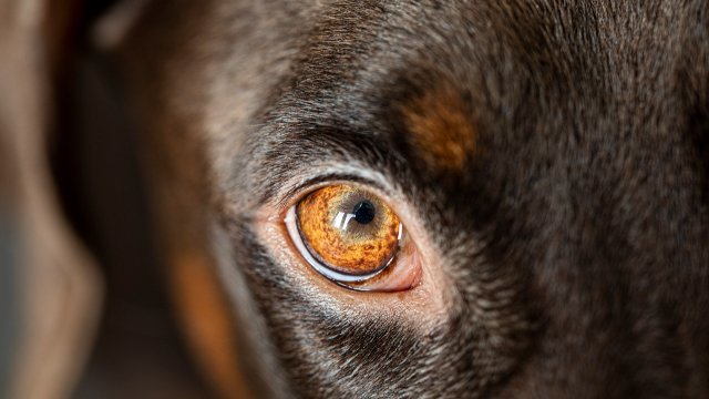 Angefahren und abgehauen: Wer hat entlaufenen Hund im Westerwald gesehen?