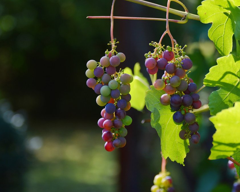 Winzer sehen wenig Chancen für Eiswein Winzer sehen wenig Chancen für Eiswein