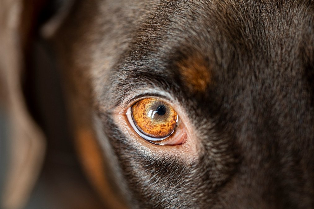 Angefahren und abgehauen: Wer hat entlaufenen Hund im Westerwald gesehen? Angefahren und abgehauen: Wer hat entlaufenen Hund im Westerwald gesehen?
