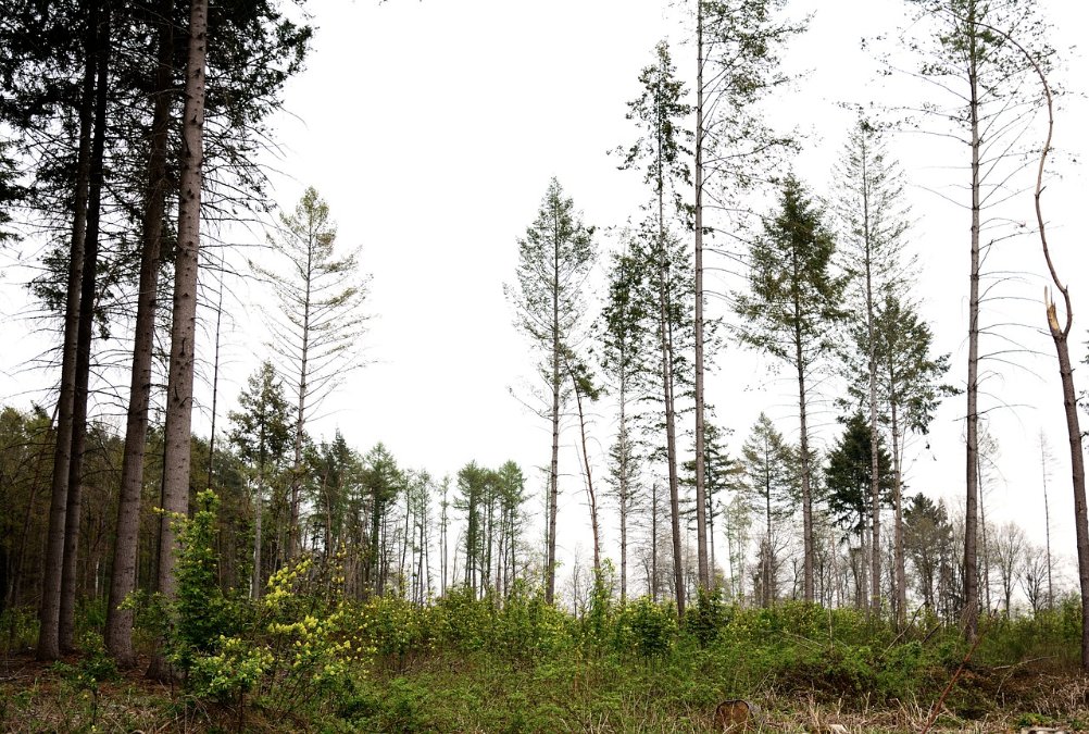 «Keine guten Nachrichten» - Wald in Rheinland-Pfalz stark geschädigt