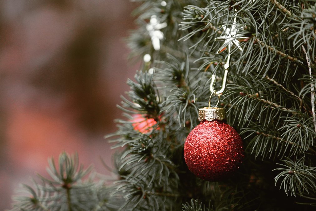Mehr Öko-Weihnachtsbäume - Nachfrage dennoch höher als Angebot Mehr Öko-Weihnachtsbäume - Nachfrage dennoch höher als Angebot