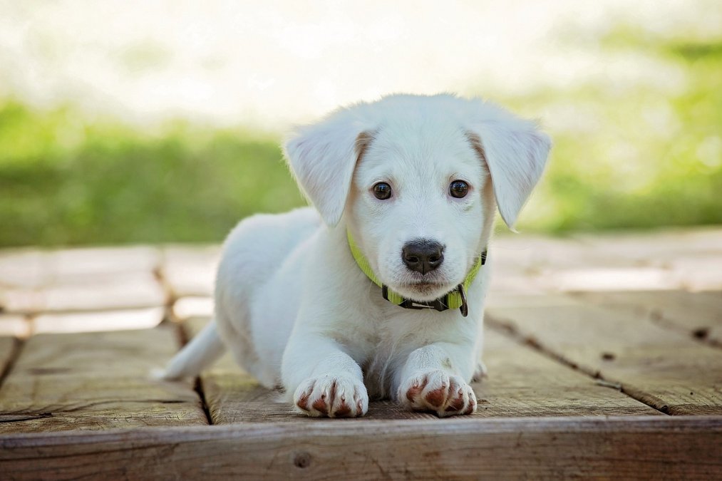 Steuerzahlerbund für Abschaffung der Hundesteuer