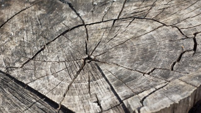 Ministerin: Folgen von Klimawandel in Rheinland-Pfalz längst sichtbar