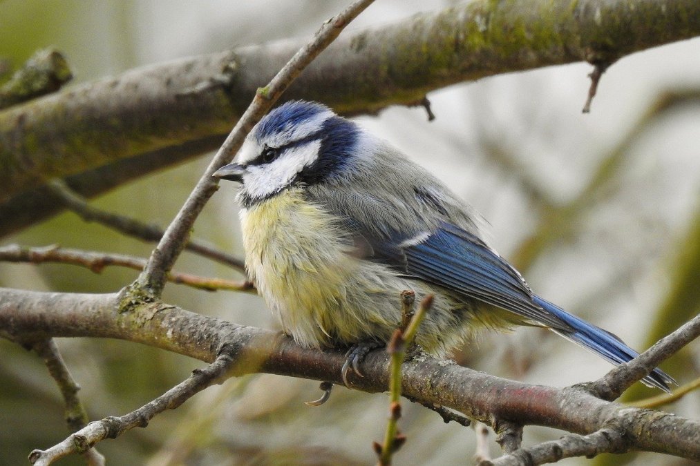 «Stunde der Wintervögel»: Vögel zählen für den Naturschutz «Stunde der Wintervögel»: Vögel zählen für den Naturschutz