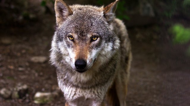 Willkommener Rückkehrer oder gefürchtetes Raubtier - der Wolf spaltet
