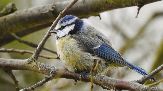 «Stunde der Wintervögel»: Vögel zählen für den Naturschutz
