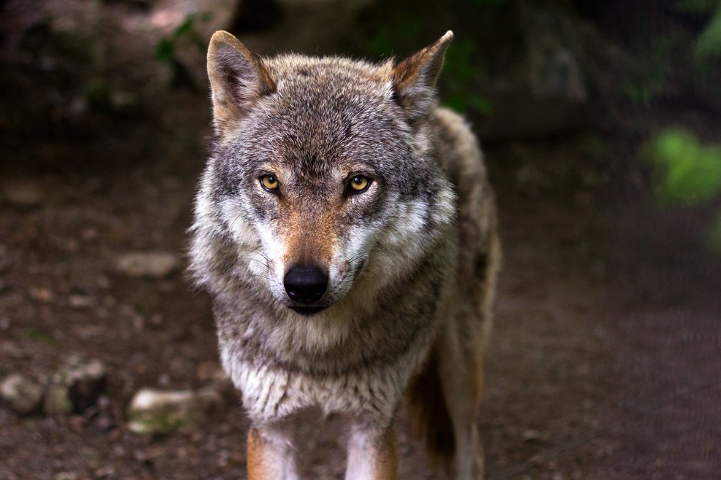 Willkommener Rückkehrer oder gefürchtetes Raubtier - der Wolf spaltet Willkommener Rückkehrer oder gefürchtetes Raubtier - der Wolf spaltet
