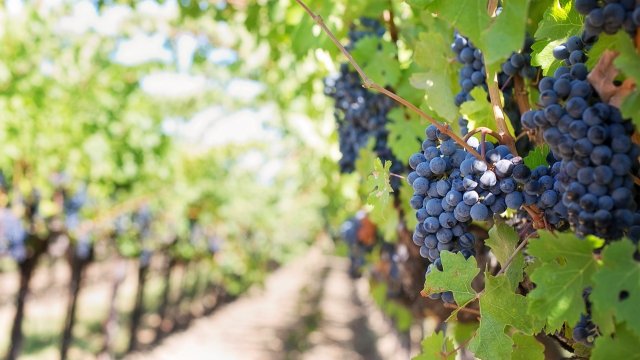 Ministerin Schmitt setzt sich für Weinbergsteillagen an der Mosel ein