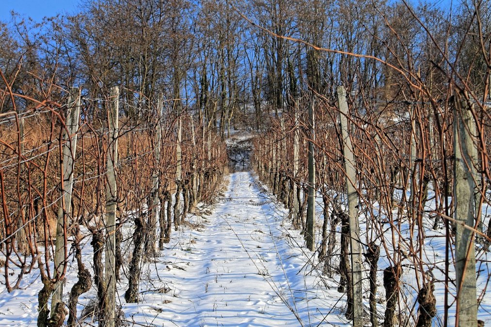 Kräftiger Nachtfrost macht Eiswein-Lese im Januar möglich