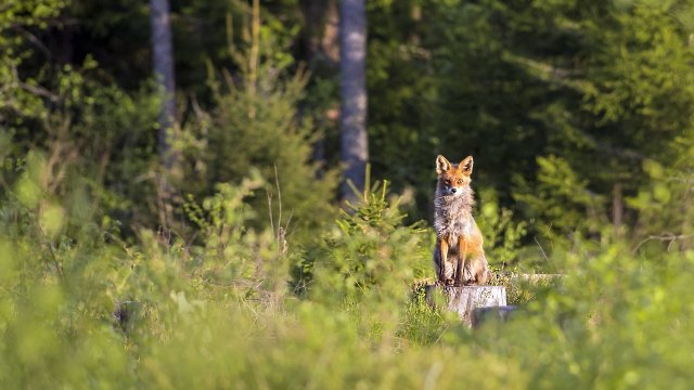 Eder: Landesjagdgesetz braucht noch Zeit - Verfahren verändert