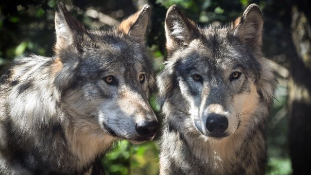Über 30 Schafe von Wölfen im Westerwald gerissen