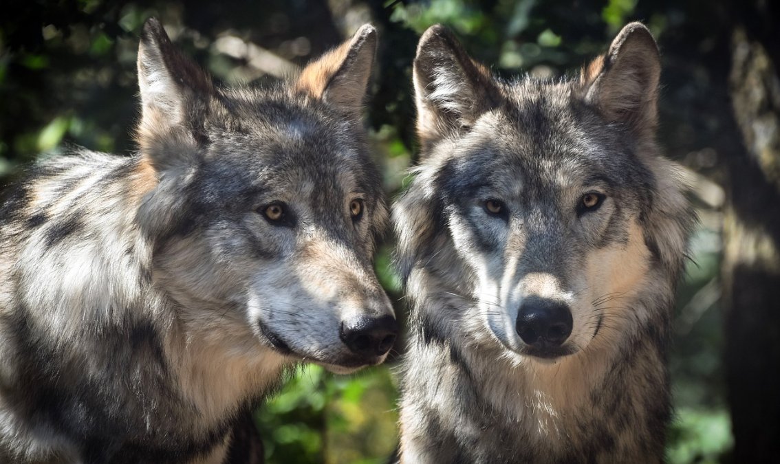 Über 30 Schafe von Wölfen im Westerwald gerissen