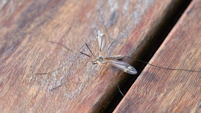Nasser Winter: Stechmückenjäger in diesem Jahr früher unterwegs