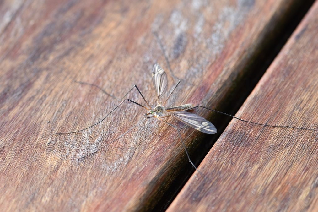 Nasser Winter: Stechmückenjäger in diesem Jahr früher unterwegs