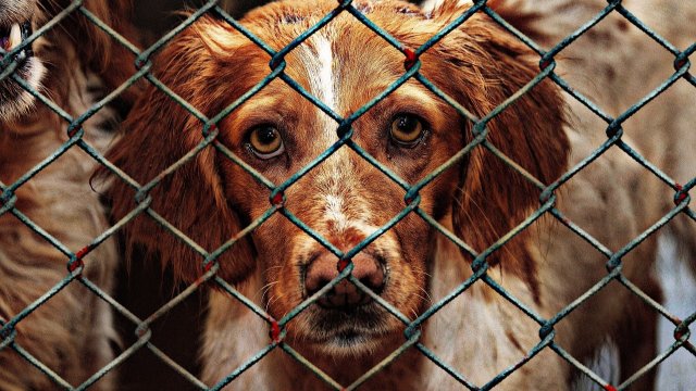 Tierschutzbund: Situation der Tierheime katastrophal
