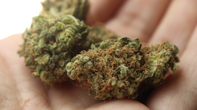 Kaum Folgen von Cannabis-Freigabe festgestellt
