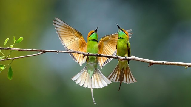 «Stunde der Gartenvögel»: Warmes Frühjahr lockt Vögel früher zurück