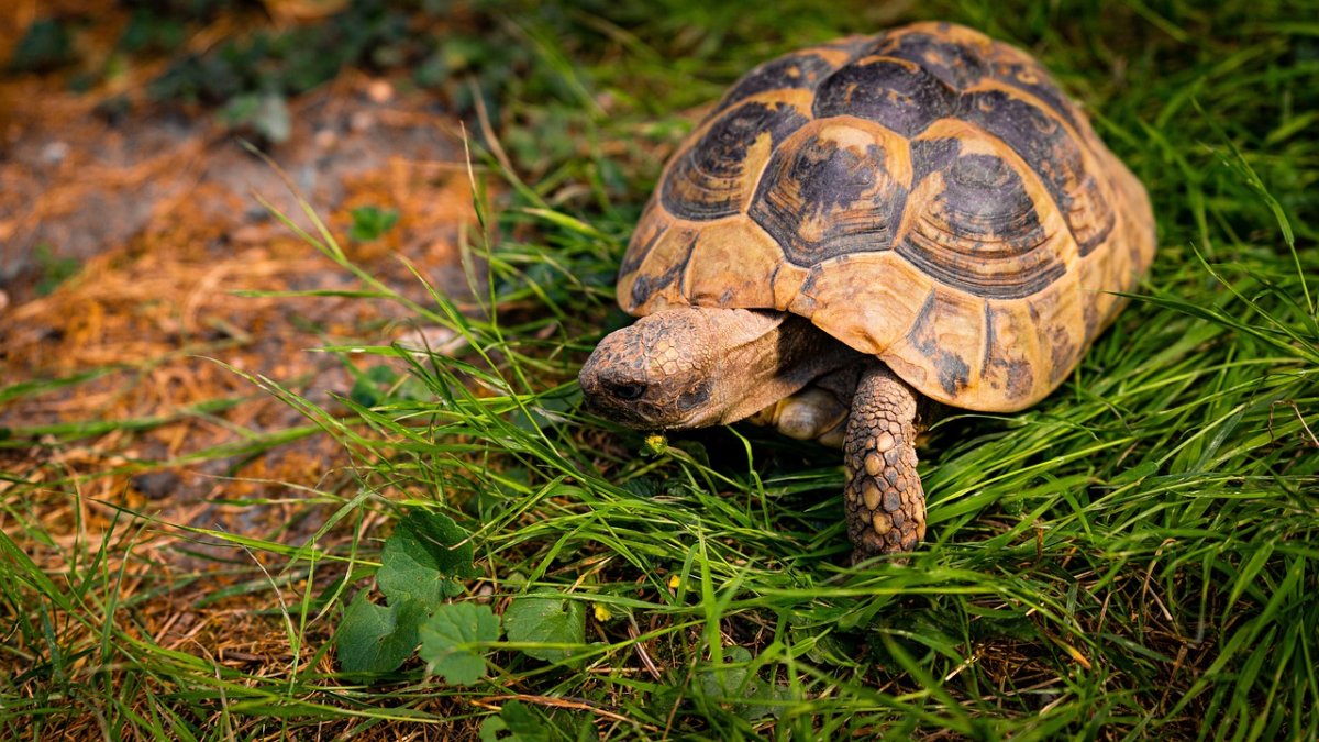  Schildkröte in Linz gefunden - Wem gehört das Tier?