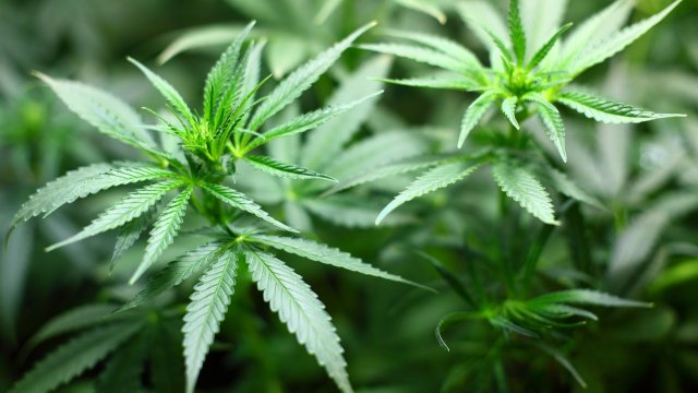 Bereits 37 Interessenten für Cannabis-Anbauvereinigungen