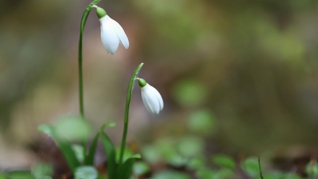 Westerwaldkreis: Kein Bürgermeister für Wittgert