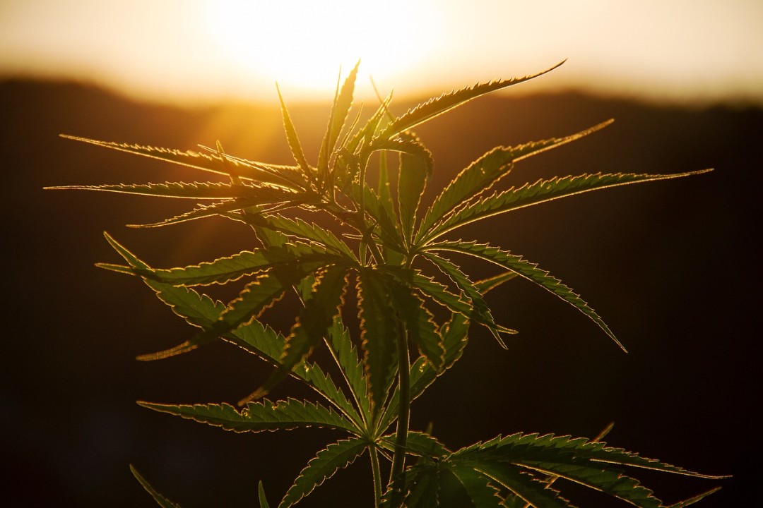 Kommunen für Cannabis-Kontrollen zuständig - Städtetag warnt Kommunen für Cannabis-Kontrollen zuständig - Städtetag warnt