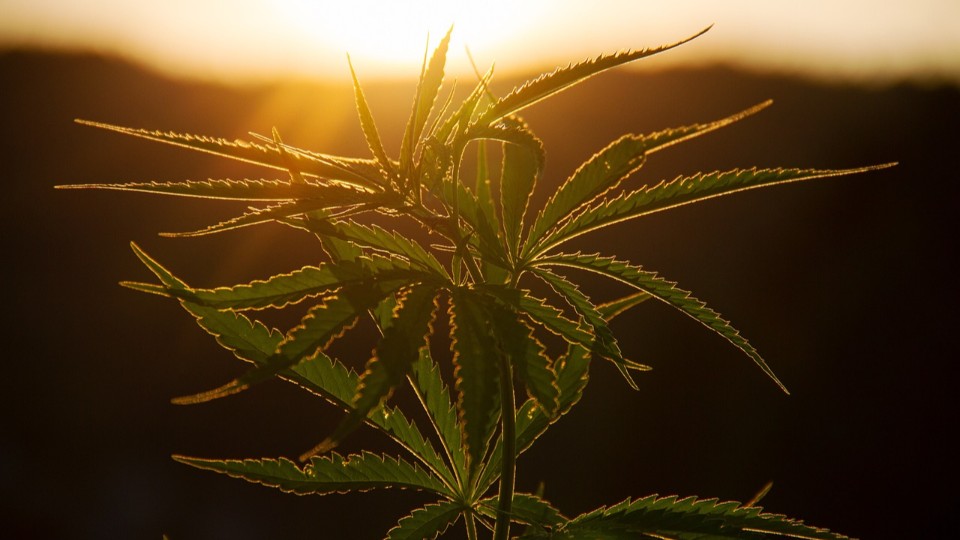 Kommunen für Cannabis-Kontrollen zuständig - Städtetag warnt