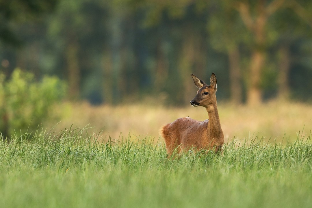 130 Fälle von Jagdwilderei in Rheinland-Pfalz 130 Fälle von Jagdwilderei in Rheinland-Pfalz