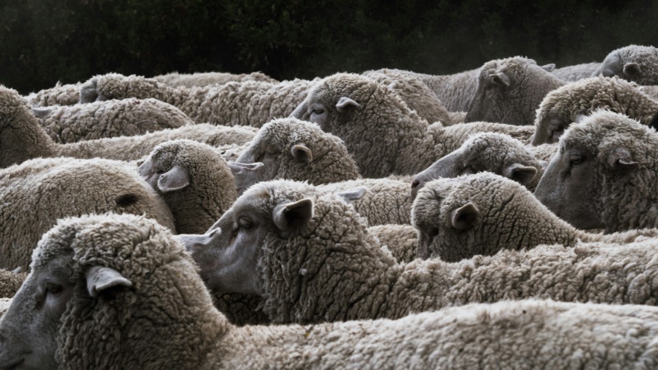 Freilaufende Schafe in Lahnstein