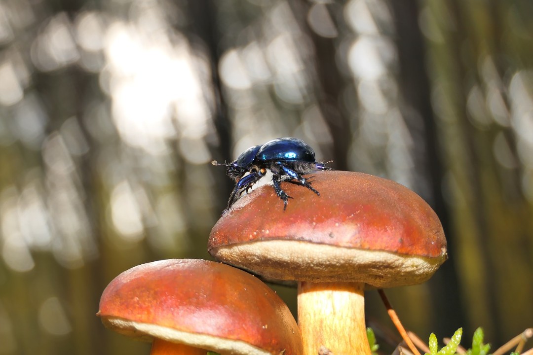 Borkenkäfer schwärmten früh aus - drei Generationen möglich Borkenkäfer schwärmten früh aus - drei Generationen möglich