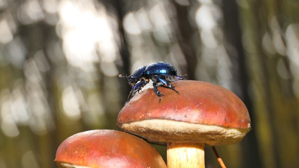 Borkenkäfer schwärmten früh aus - drei Generationen möglich