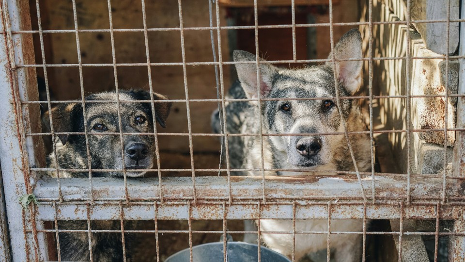 Tierschutzbund: Tierheime im Land sehr voll