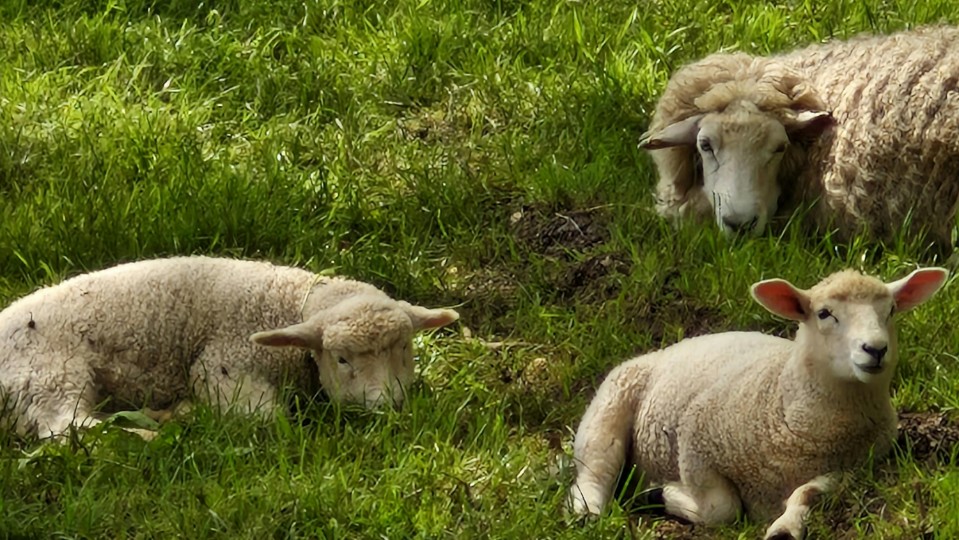 Blauzungenkrankheit bei Schafen und Rind nachgewiesen