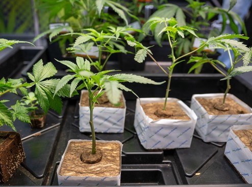 Vier Vereine stellen Anträge für Cannabis-Clubs Vier Vereine stellen Anträge für Cannabis-Clubs