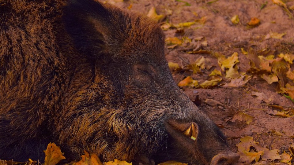 Afrikanische Schweinepest: erster Fall in Rheinland-Pfalz