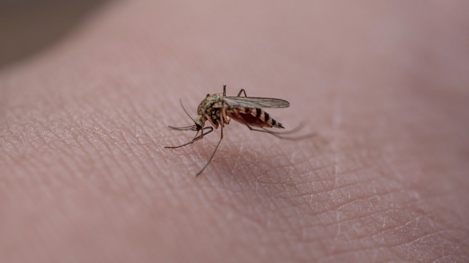 Stechmücken-Experte: Plage wohl nicht vor August vorbei