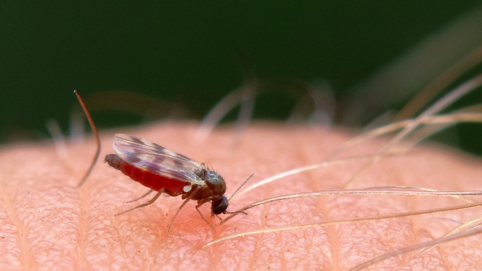 Experte: So ein Mückenjahr habe ich noch nicht erlebt