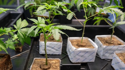 Vier Vereine stellen Anträge für Cannabis-Clubs