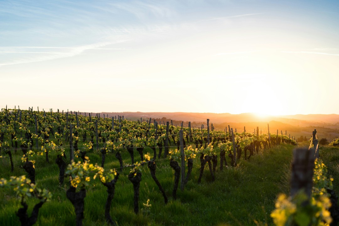  Rheinland-Pfalz bleibt Weinland Nummer eins