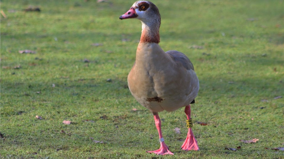 Ochsenfrosch und Nilgans: Invasive Arten nehmen zu