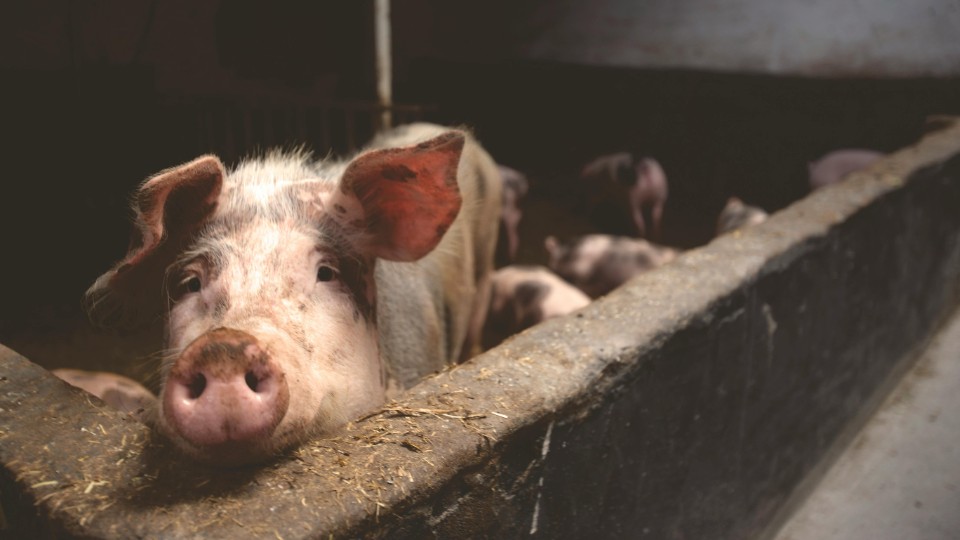Afrikanische Schweinepest: Offiziell fünf gemeldete Fälle