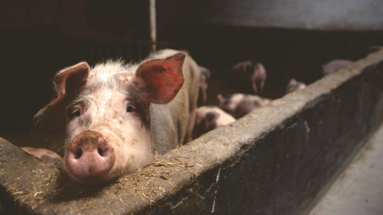 Afrikanische Schweinepest: Offiziell fünf gemeldete Fälle Afrikanische Schweinepest: Offiziell fünf gemeldete Fälle