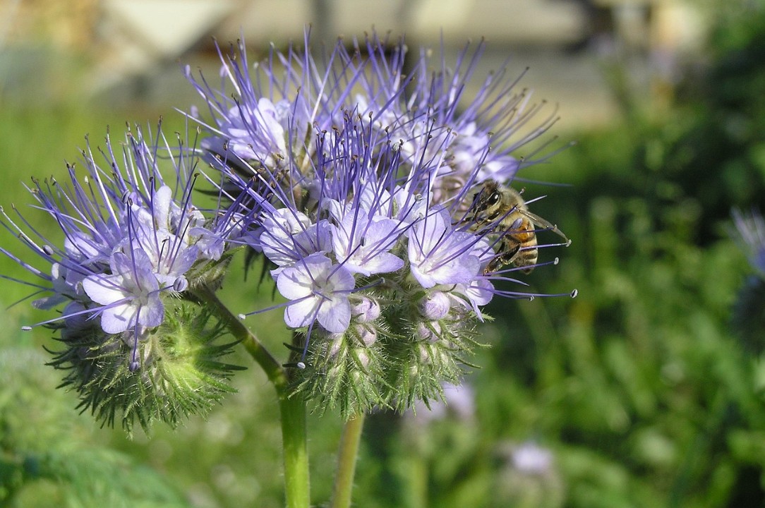 Blumen für die Koblenzer Südallee Blumen für die Koblenzer Südallee