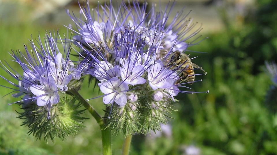 Blumen für die Koblenzer Südallee